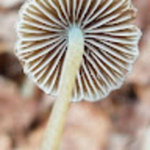 Meet your Posher, Jamison